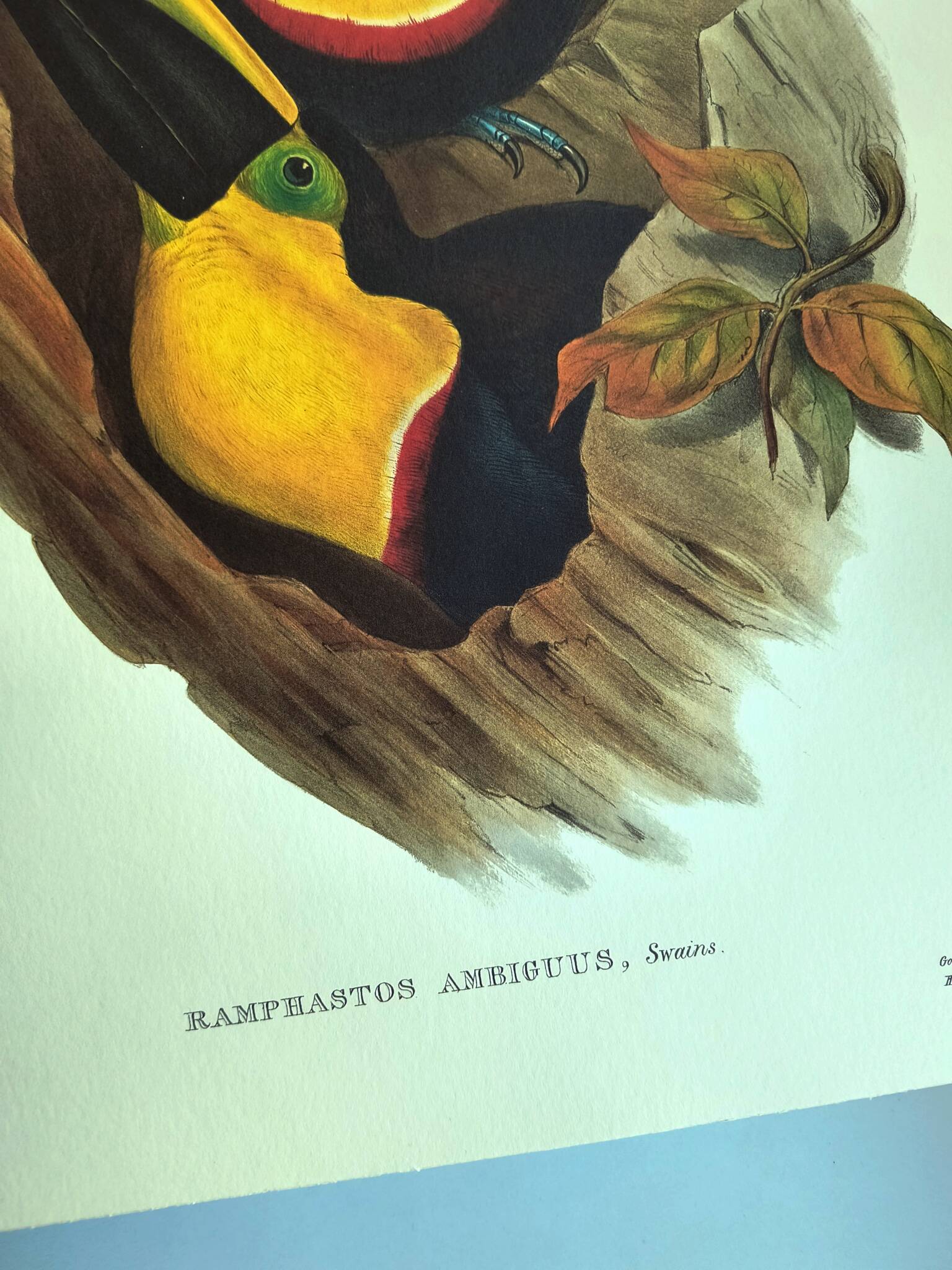 Vintage illustration - Toucan Ambigus by John Gould - bird plate