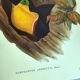 Vintage illustration - Toucan Ambigus by John Gould - bird plate