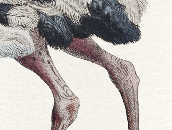 Lithograph engraving chimu00e8re animal - the saddingruche