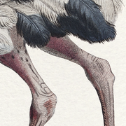 Lithograph engraving chimu00e8re animal - the saddingruche