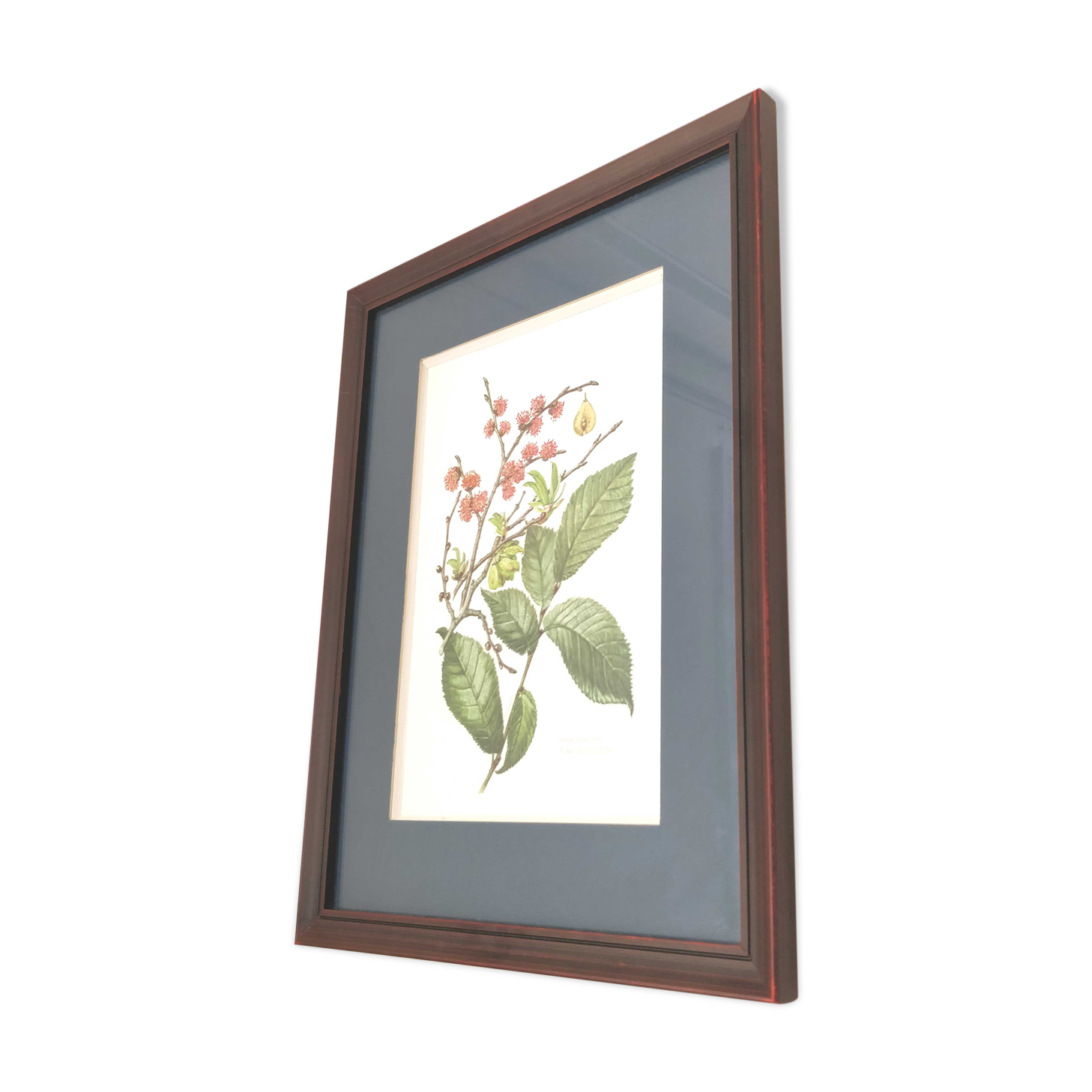 Botanical plank plank Orme country