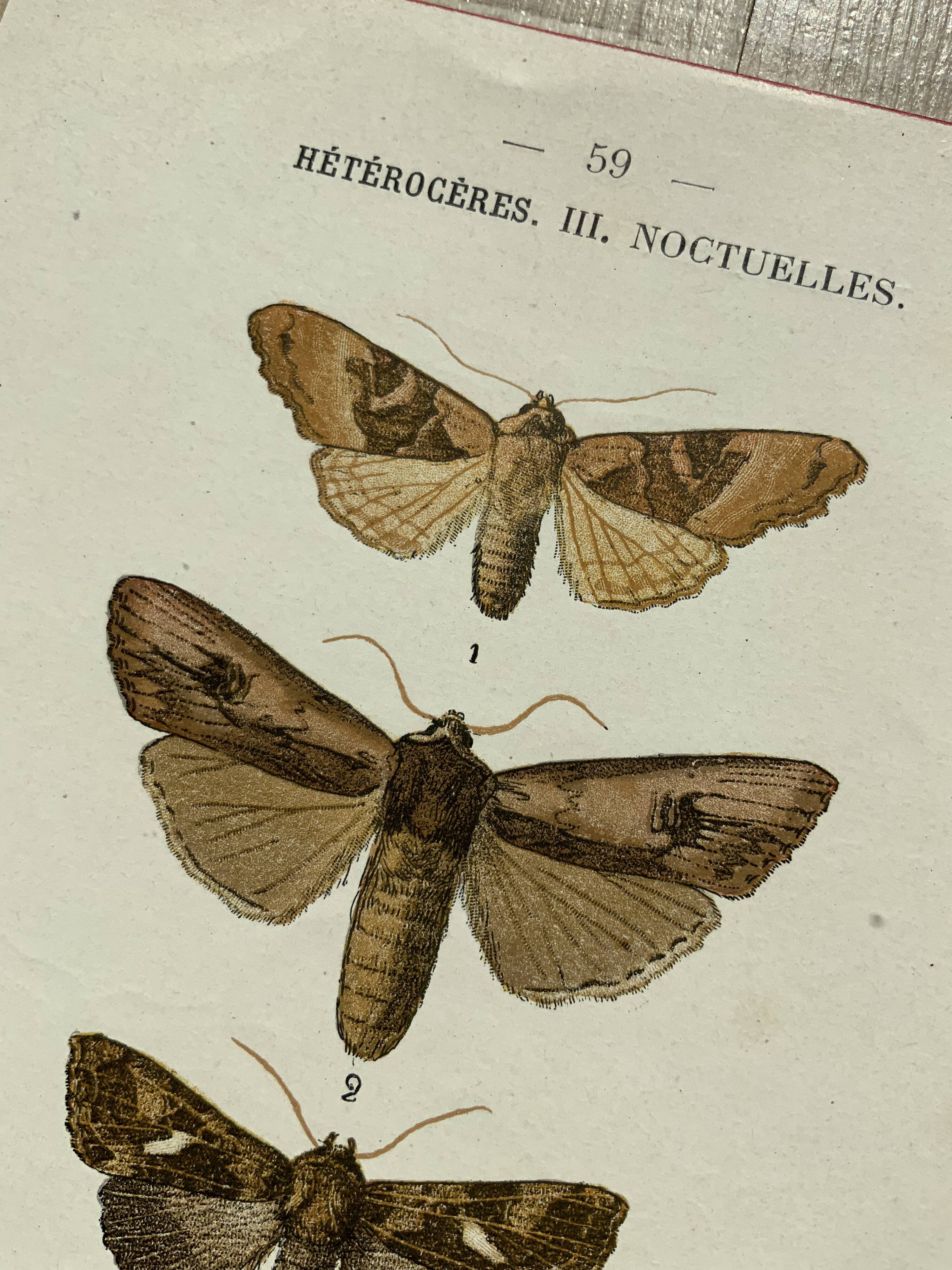 Vintage botanical plate antique butterfly engraving 1903 double-sided G. Denise