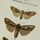 Vintage botanical plate antique butterfly engraving 1903 double-sided G. Denise