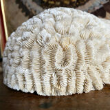 Maze coral or brain coral