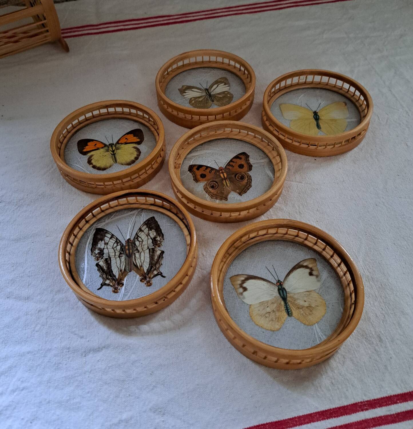 6 70's Butterflies under glass and their support