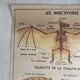 Vintage school poster The insectivorous animals / Rabbit