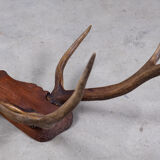 Antlers on carved wooden head, Danish design, 1960s