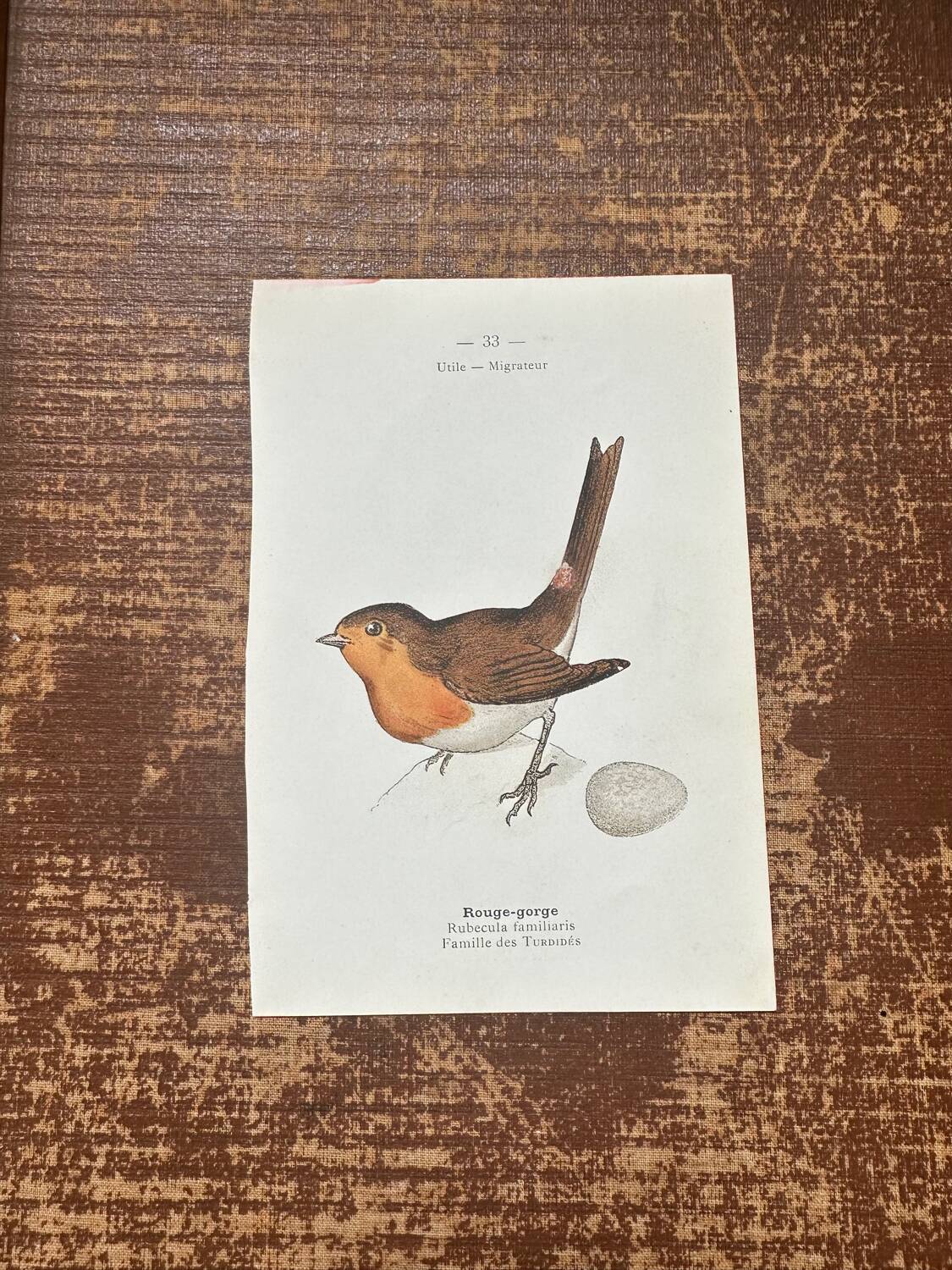 Botanical board old naturalist engraving birds double-sided