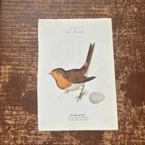 Botanical board old naturalist engraving birds double-sided