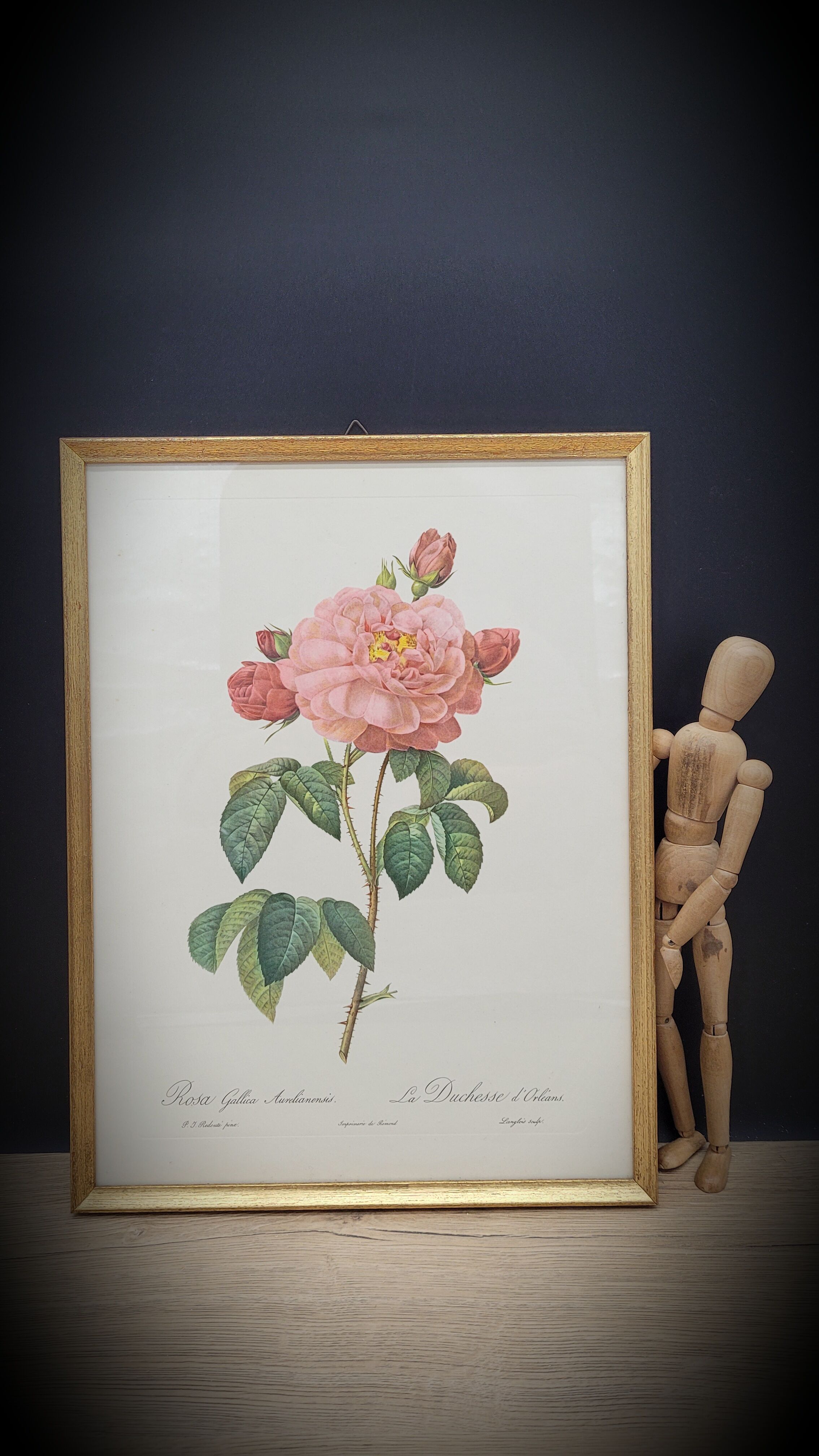 Frame lithograph Rosier Duchesse d'Orléans