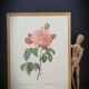Frame lithograph Rosier Duchesse d'Orléans