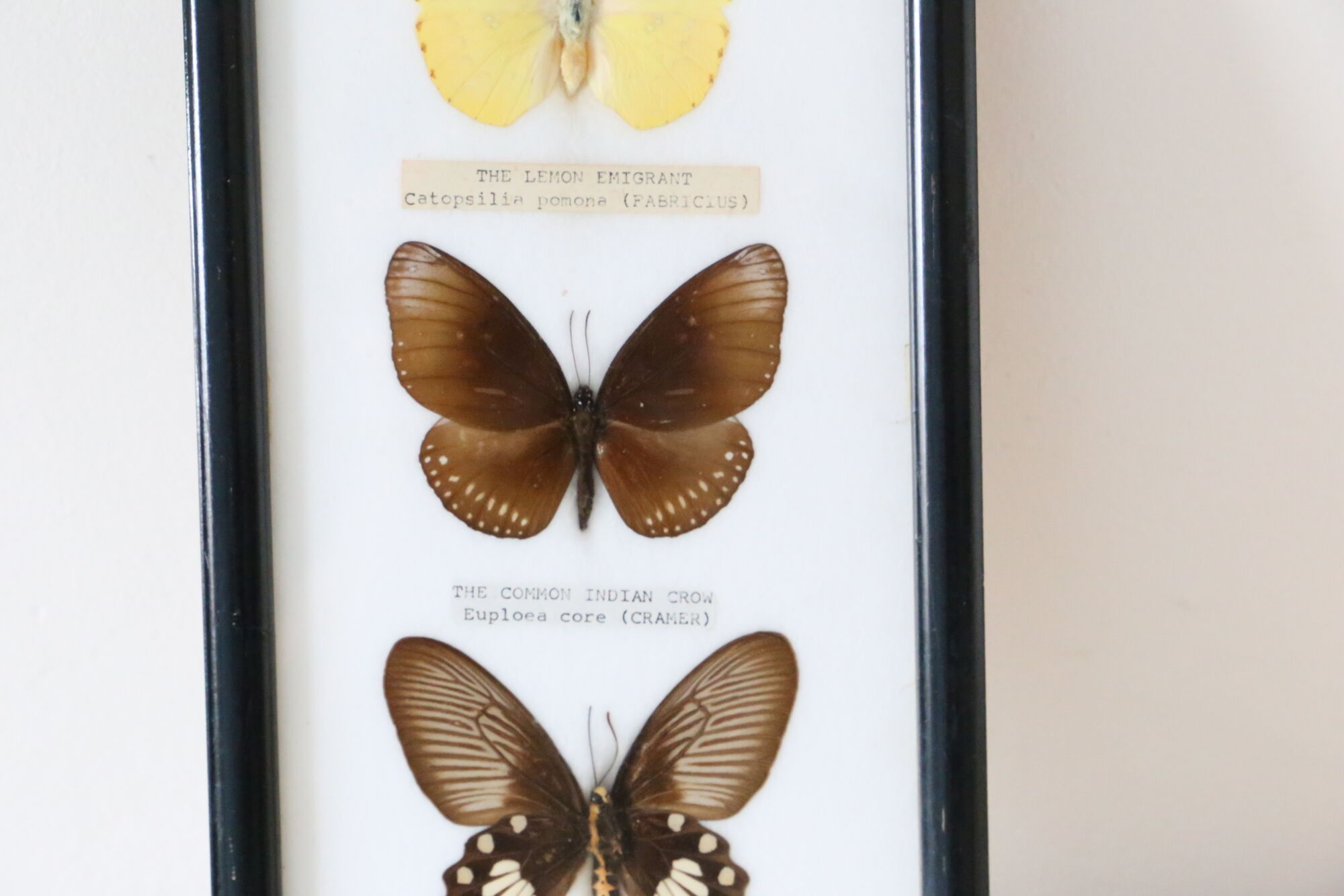 Naturalized butterfly frame
