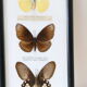 Naturalized butterfly frame