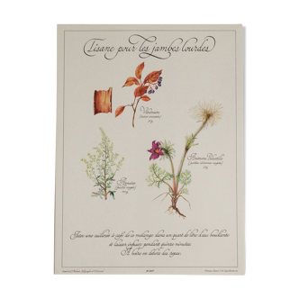 Planche botanique tisane
