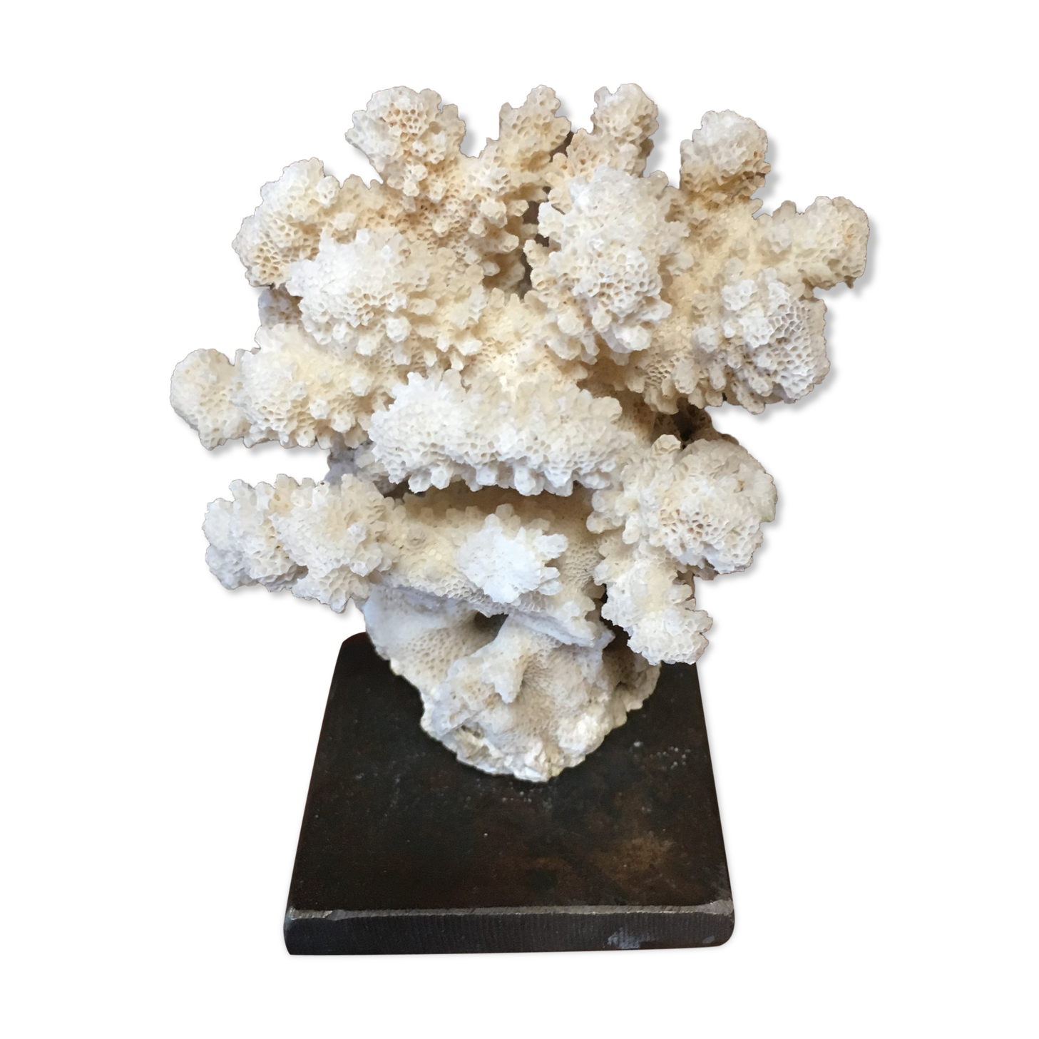 Coral on plinth