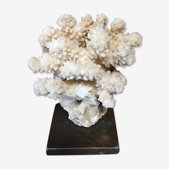 Coral on plinth