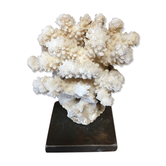 Coral on plinth