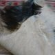 Natural black and white goat skin 92x47cm
