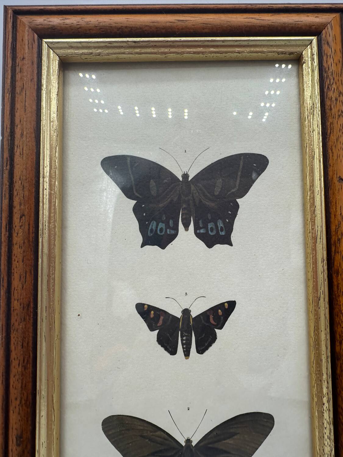 Old butterflies lithograph