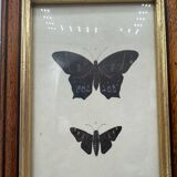Old butterflies lithograph