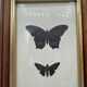 Old butterflies lithograph