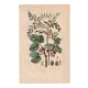 Botanical plate from 1839 - Pistachio trees - Old engraving of a kitchen tree