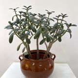 Glazed sandstone pot cover