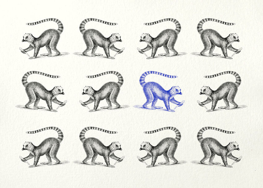 Lemur illustration 1850