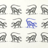 Lemur illustration 1850