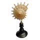 Cabinet of Curiosities Stellaria solaris shell on base