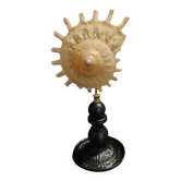 Cabinet of Curiosities Stellaria solaris shell on base
