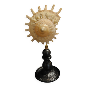 Cabinet of Curiosities Stellaria solaris shell on base