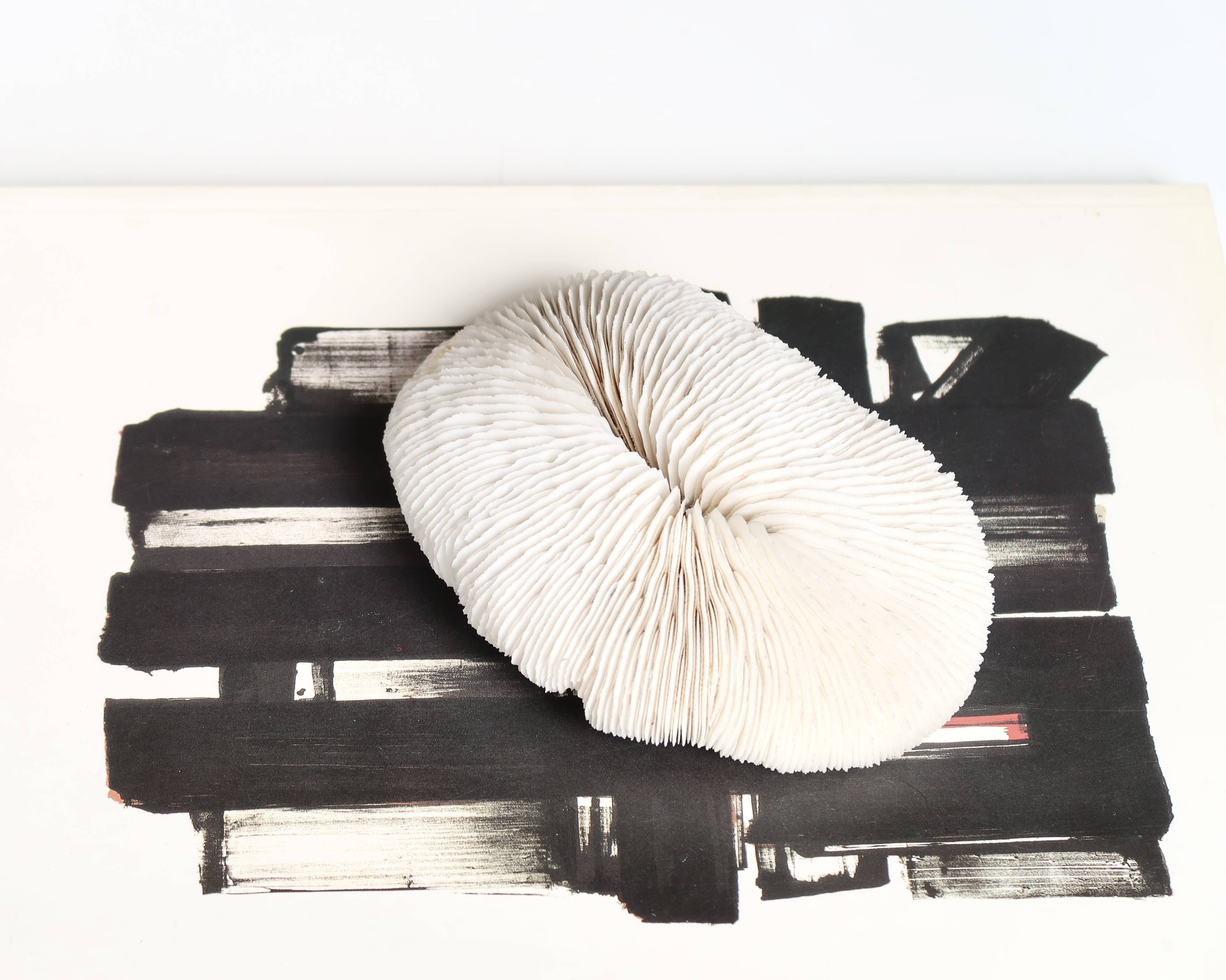 White coral, cabinet of curiosities, 70s