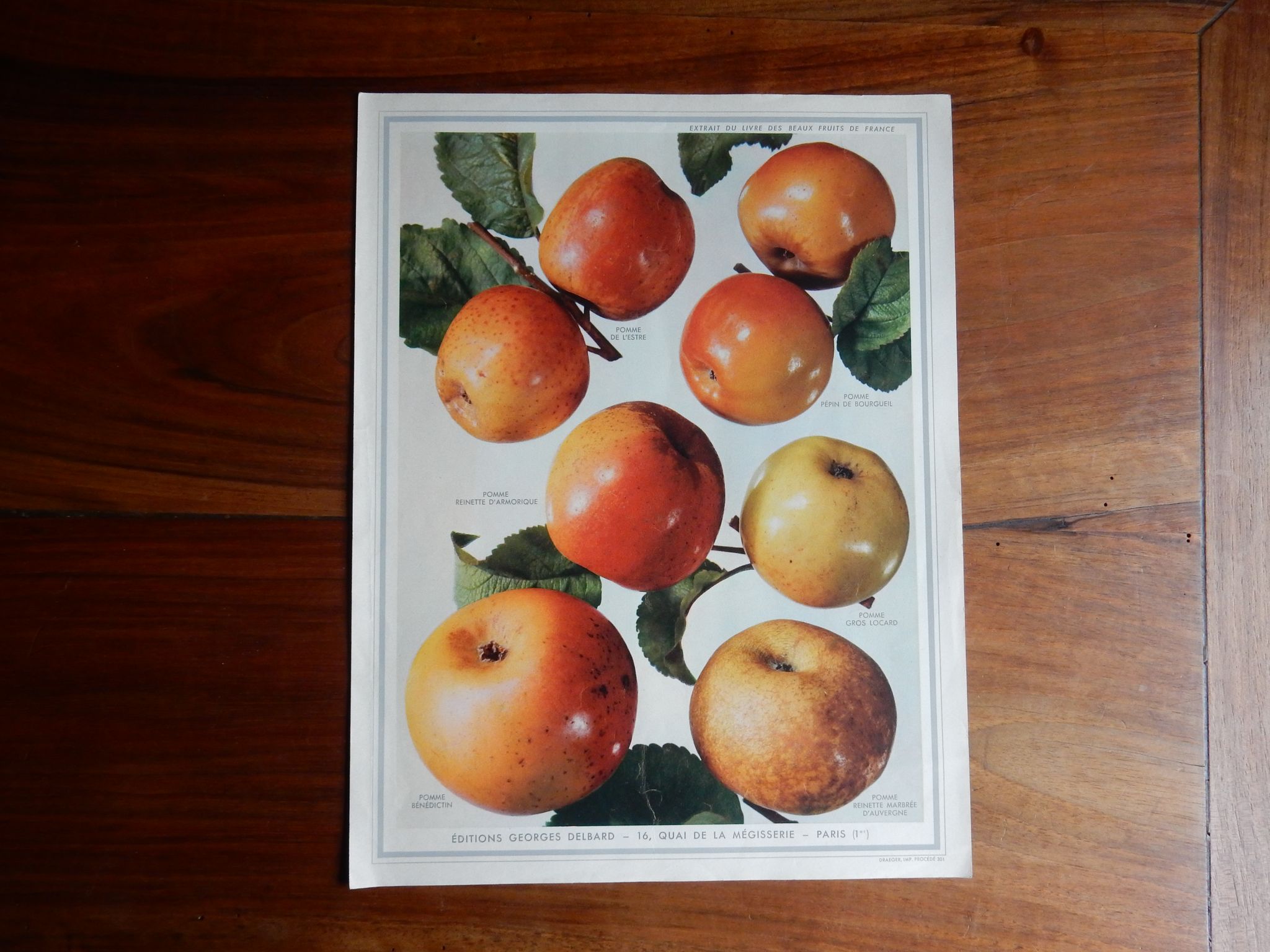 1947 botanical poster
