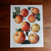 1947 botanical poster
