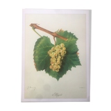 Rare Vine Board