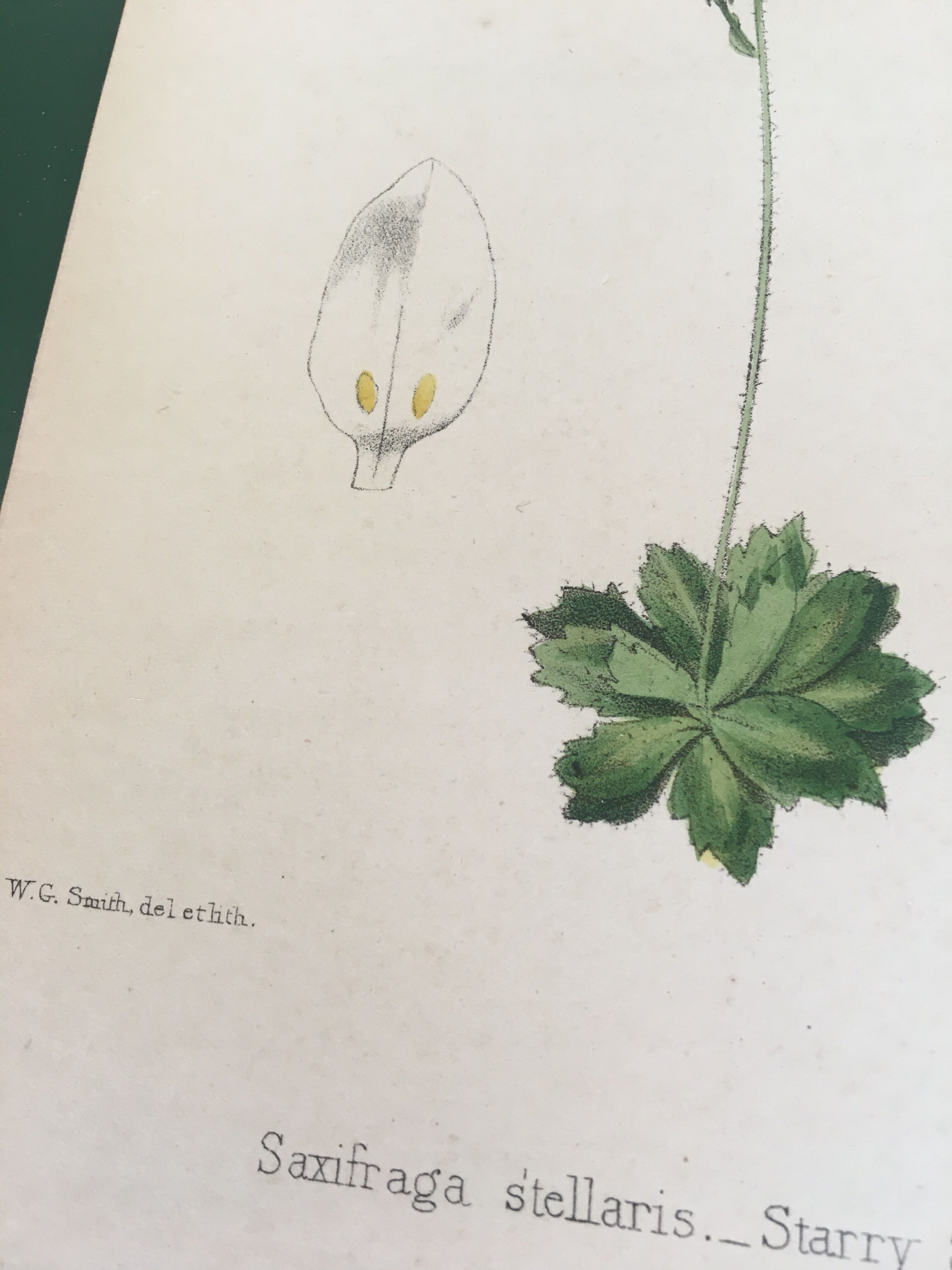 Two English botanical boards, 1878