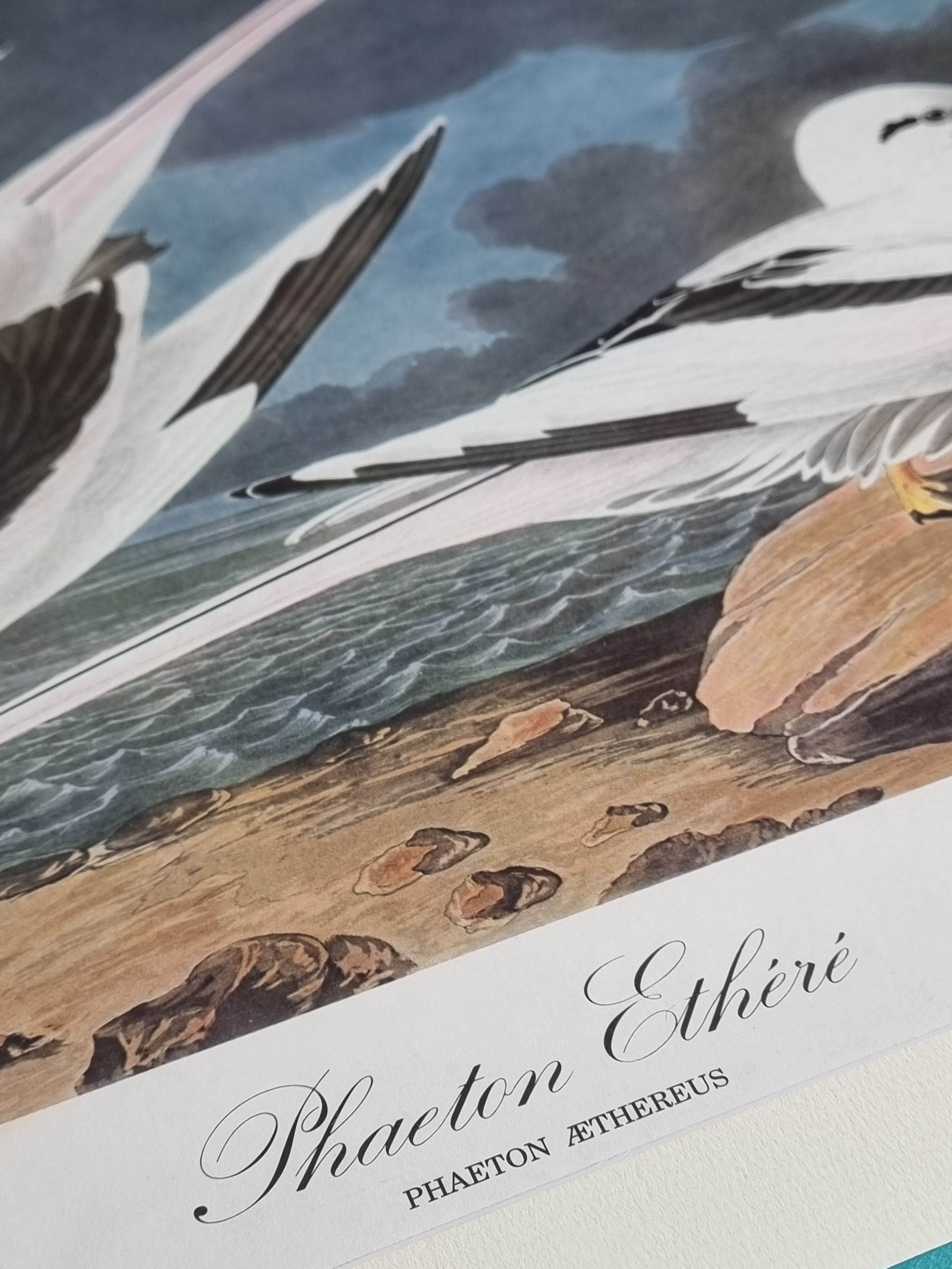 Vintage reproduction after jean-jacques audubon, ornithology, phaeton etheré