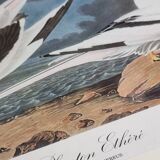 Vintage reproduction after jean-jacques audubon, ornithology, phaeton etheré