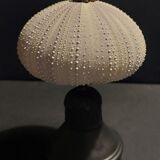 Cabinet of Curiosities sea urchin sphaerechinus granularis on base