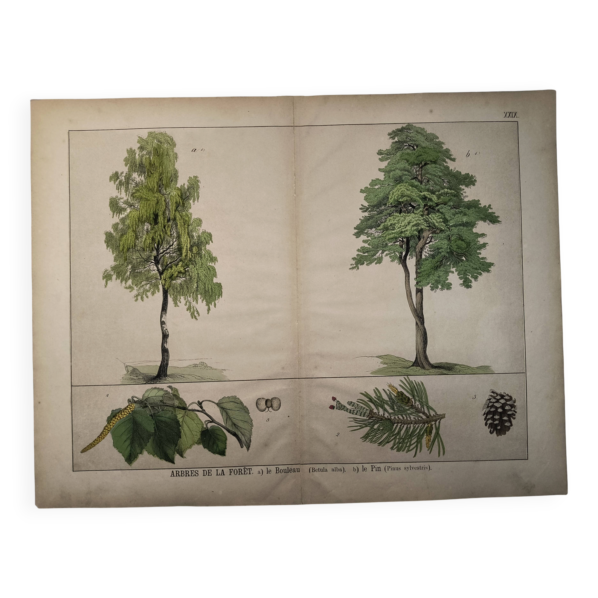 Planche botanique 1870. Arbres : Bouleau et Pin. Gravure ancienne