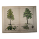 Planche botanique 1870. Arbres : Bouleau et Pin. Gravure ancienne