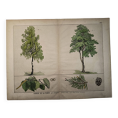Botanical plate 1870. Trees: Birch and Pine. Antique engraving.