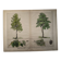 Planche botanique 1870. Arbres : Bouleau et Pin. Gravure ancienne