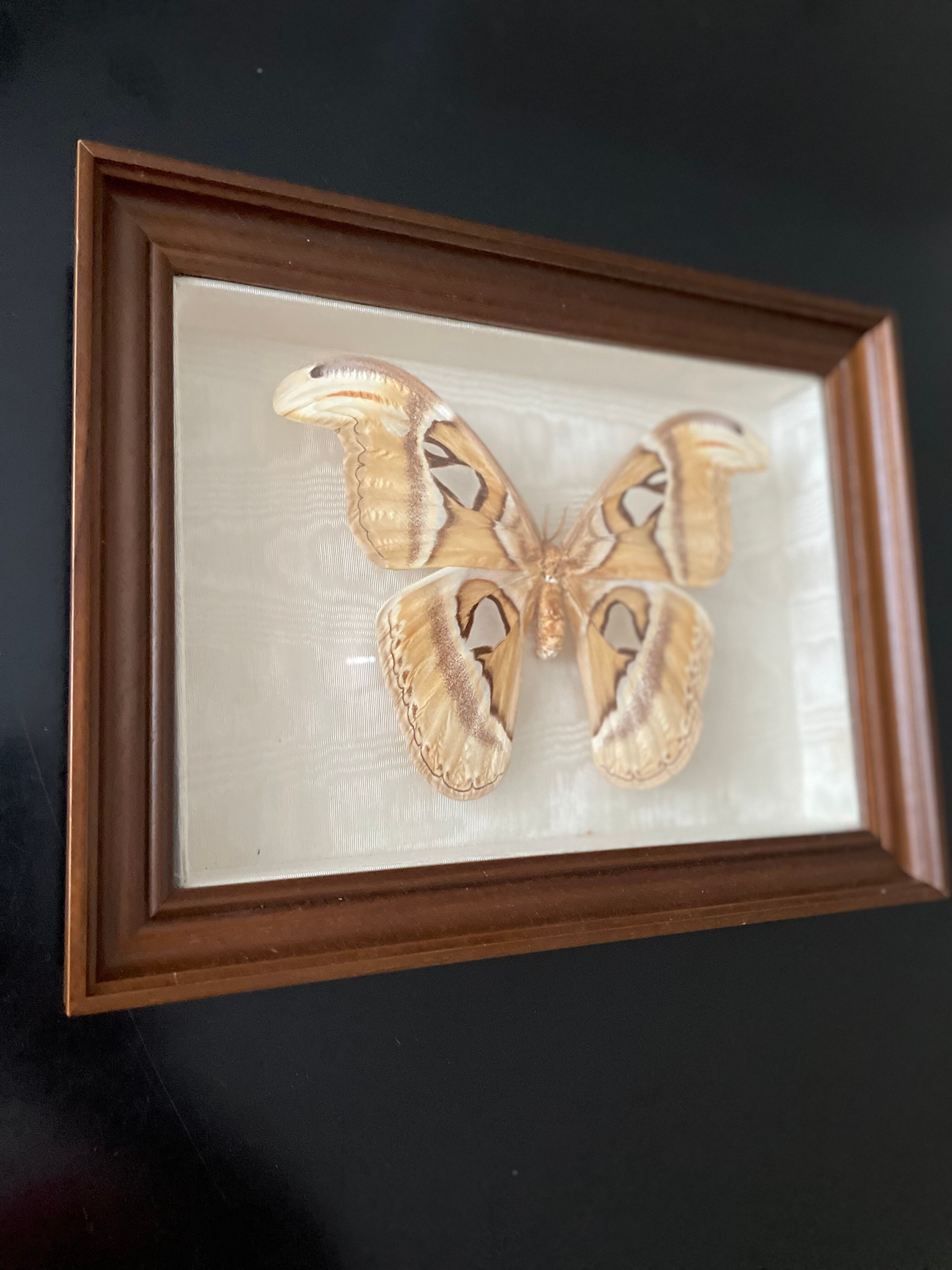 Butterfly framed Attacus Atlas