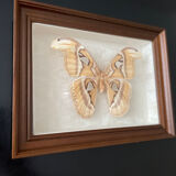 Butterfly framed Attacus Atlas
