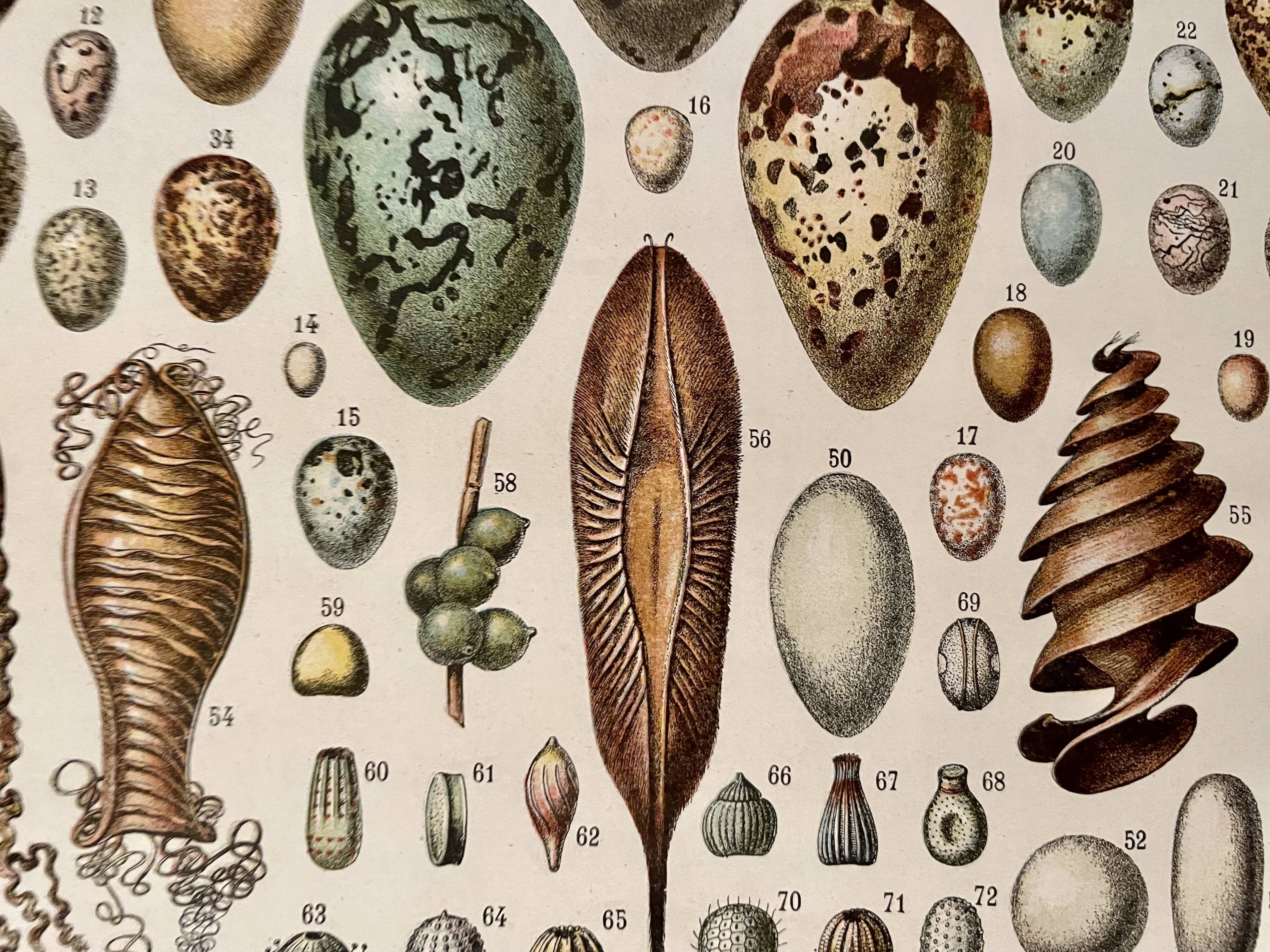 Lithograph on eggs - 1920