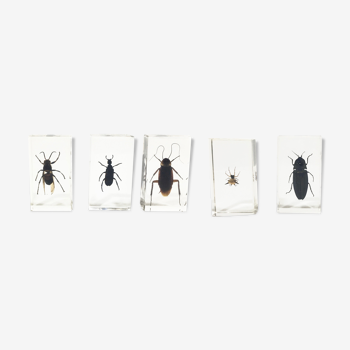 Lot of 5 insects under inclusion resin