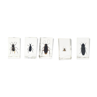 Lot of 5 insects under inclusion resin