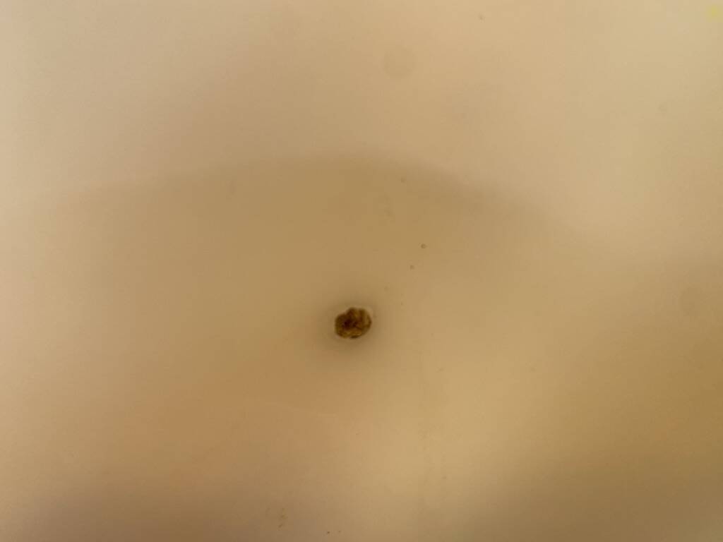 Large holy water clam shell on base - 34x25x11 cm - natural - 2600g